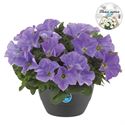 Bild von HP27 Petunia Light blue